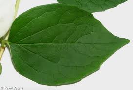 Attēlu rezultāti vaicājumam “Philadelphus coronarius leaf”