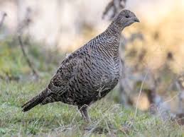 Attēlu rezultāti vaicājumam “Lycogala persicum”