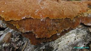 Attēlu rezultāti vaicājumam “Rigidoporus crocatus”