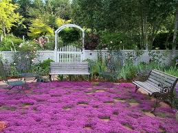 Attēlu rezultāti vaicājumam “Thymus serpyllum”