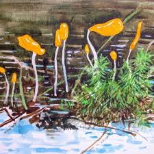 Attēlu rezultāti vaicājumam “Mitrula paludosa”