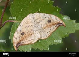 Attēlu rezultāti vaicājumam “Drepana falcataria”