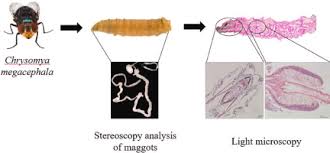 Attēlu rezultāti vaicājumam “Acronicta megacephala larva”