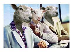 Image result for sheeple