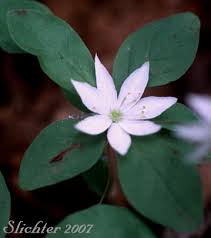Attēlu rezultāti vaicājumam “Trientalis europaea flower”