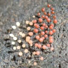 Attēlu rezultāti vaicājumam “Comatricha ellae macro”