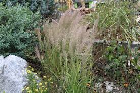 Attēlu rezultāti vaicājumam “Calamagrostis arundinacea leaf”