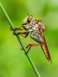 Attēlu rezultāti vaicājumam “Asilidae”