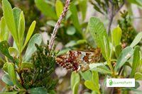 Attēlu rezultāti vaicājumam “Boloria aquilonaris underside”