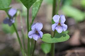Attēlu rezultāti vaicājumam “Viola mirabilis”