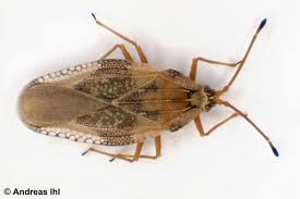 Attēlu rezultāti vaicājumam “Physatocheila smreczynskii”