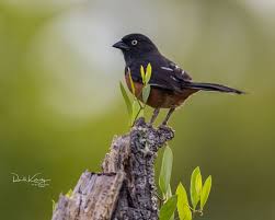 Image result for Pipilo erythrophthalmus