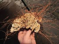 Attēlu rezultāti vaicājumam “Postia floriformis”