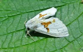 Attēlu rezultāti vaicājumam “Leucodonta bicoloria imago”