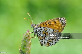 Attēlu rezultāti vaicājumam “Melitaea cinxia”