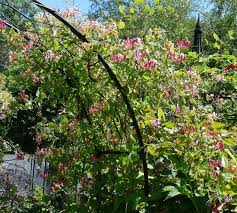 Attēlu rezultāti vaicājumam “Lonicera caprifolium”