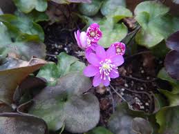 Attēlu rezultāti vaicājumam “Hepatica nobilis flower”