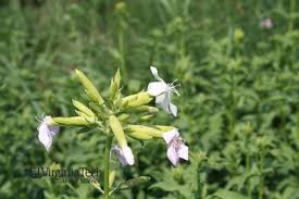 Attēlu rezultāti vaicājumam “Saponaria officinalis”