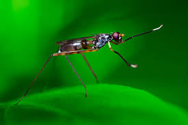 Attēlu rezultāti vaicājumam “Micropezidae”