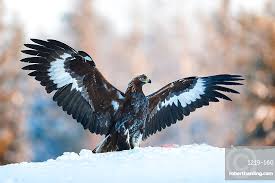 Attēlu rezultāti vaicājumam “Aquila chrysaetos”