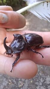 Attēlu rezultāti vaicājumam “Oryctes nasicornis”