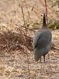 Attēlu rezultāti vaicājumam “Numida meleagris adult”