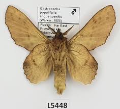 Attēlu rezultāti vaicājumam “Lasiocampidae”