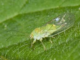 Attēlu rezultāti vaicājumam “Psylla alni”