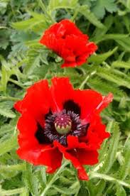 Attēlu rezultāti vaicājumam “Papaver”