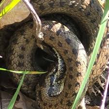 Attēlu rezultāti vaicājumam “Coronella austriaca adult”