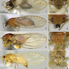 Attēlu rezultāti vaicājumam “Trioza dispar”