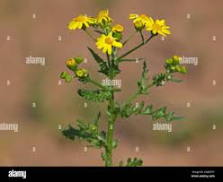 Attēlu rezultāti vaicājumam “Senecio vernalis bud”