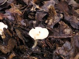 Attēlu rezultāti vaicājumam “Elmerina caryae”