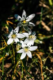 Attēlu rezultāti vaicājumam “Ornithogalum umbellatum flower”
