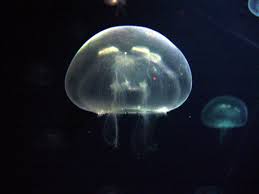 Attēlu rezultāti vaicājumam “Aurelia aurita”