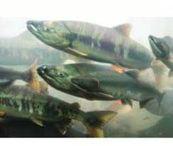 Image result for Oncorhynchus keta