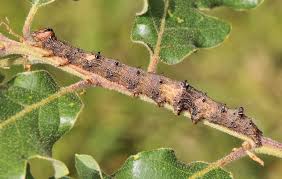 Attēlu rezultāti vaicājumam “Catocala sponsa”