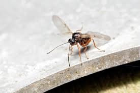 Attēlu rezultāti vaicājumam “Cynipidae”