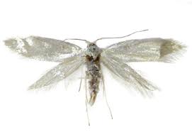 Attēlu rezultāti vaicājumam “Argyresthiidae”