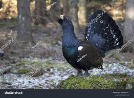 Attēlu rezultāti vaicājumam “Tetrao urogallus”