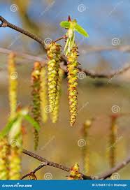 Attēlu rezultāti vaicājumam “Carpinus betulus female flower”