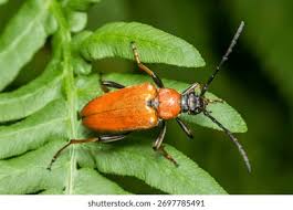 Attēlu rezultāti vaicājumam “Leptura rubra”