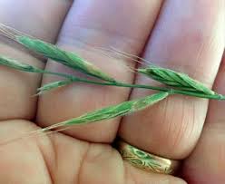 Attēlu rezultāti vaicājumam “Brachypodium sylvaticum leaf”