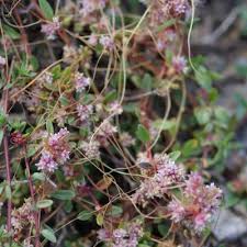 Attēlu rezultāti vaicājumam “Cuscuta epithymum subsp. trifolii flower”