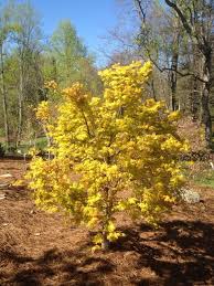 Image result for Acer palmatum `Orange Dream`