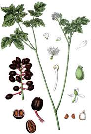 Image result for Christophskraut