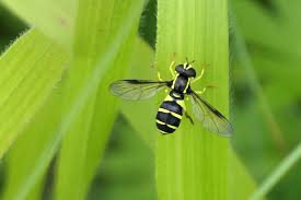 Attēlu rezultāti vaicājumam “Xanthogramma sp.”