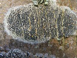 Attēlu rezultāti vaicājumam “Lecidella elaeochroma”