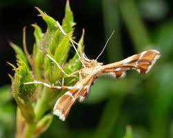 Attēlu rezultāti vaicājumam “Cnaemidophorus rhododactyla”