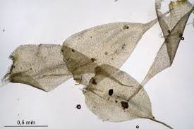 Attēlu rezultāti vaicājumam “Hypnum pallescens”